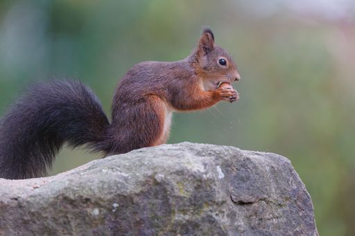 A closeup shot of the brown squirrel sitting on the stone and eating nuts