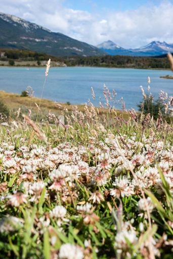 The flowers on a meadow close to Lapataia river at Patagonia, Argentina