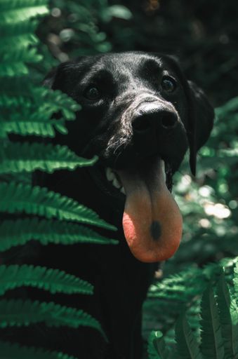A closeup of an adorable black Labrador Retriever behind the green plant leaves, a vertical shot