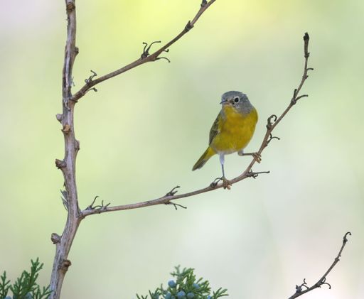 A Nashville warbler perching on tree branch
