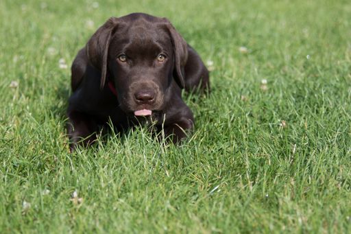 The adorable brown Labrador Retriever sitting on the grass in the park