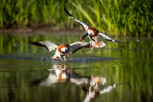 Two shelduck ducks landing on a calm lake swamp in the Netherlands