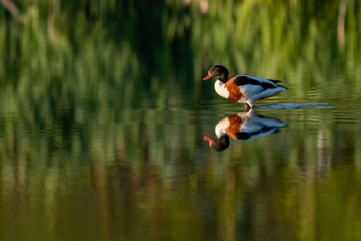 A lone shelduck on a shallow lake swamp in the Netherlands