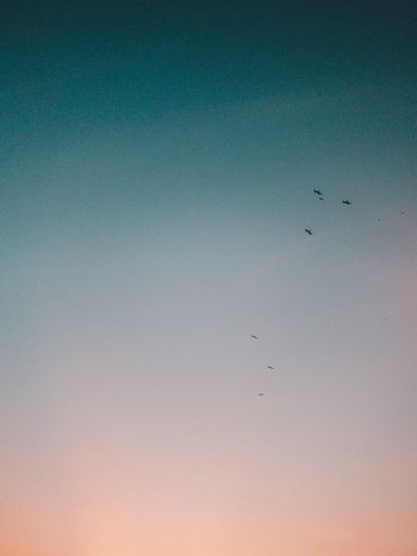 A vertical shot of birds flying in indigo and blue sky during sunset