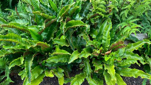 The green leaves of hart's tongue fern (asplenium scolopendrium)