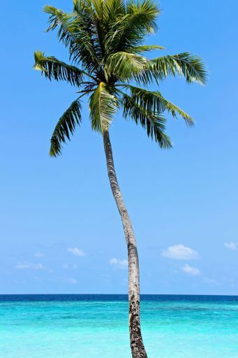 A vertical shot of a palm tree on the beach in the Maldives during summer