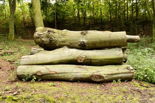 A heap of logs on the forest ground