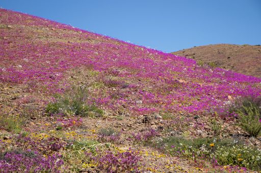 Ladera de un cerro en el desierto de atacama
