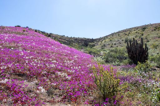 Ladera de cerro en el desierto con flores rosadas y contrasta con lo verde