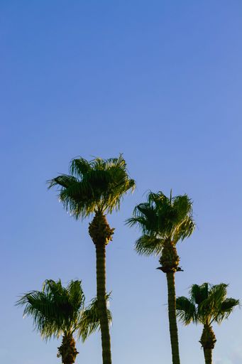 A vertical low angle shot of beautiful palm trees against a blue sky