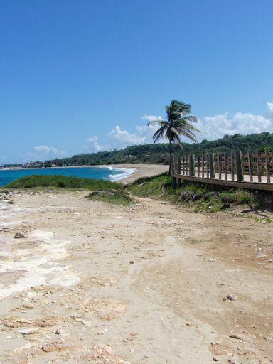 A vertical shot of a beach, walkway and a palm tree under the blue sky on a sunny day