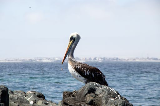 A closeup shot of a Peruvian pelican sitting on a rocky surface against the blue sea