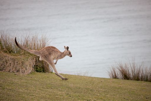 A cute kangaroo hopping around on a grassy hill with a calm sea in the background