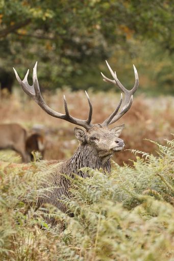 A vertical shot of a Barbary stag deer in the field