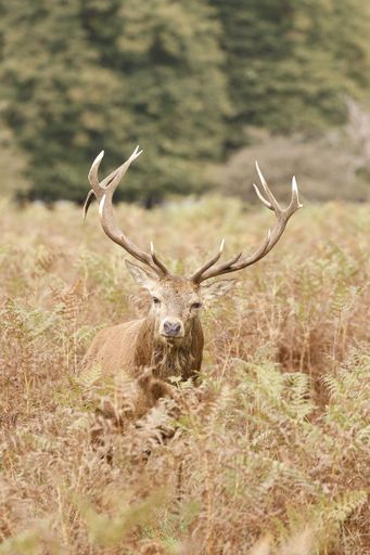 A vertical shot of a Barbary stag deer in the field