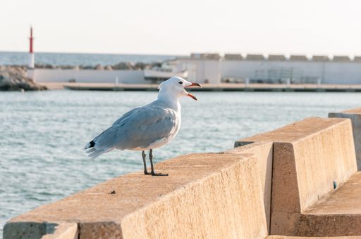 A closeup portrait of a seagull perched on a stone by the sea