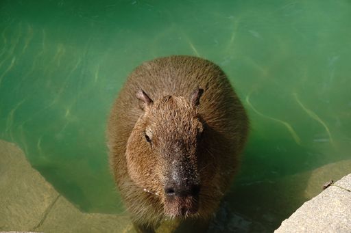 The capybara animal in water