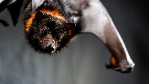A close-up of a hanging Mariana fruit bat (Pteropus mariannus) on a gray background