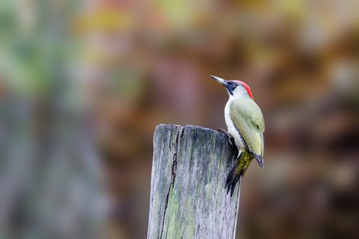 A beautiful colorful European green woodpecker (Picus viridis) sitting on a tree trunk