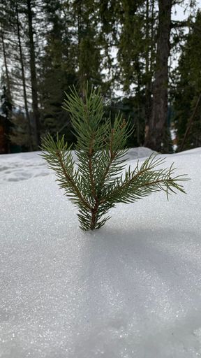 A vertical shot of the top of a fir tree covered in snow in a forest