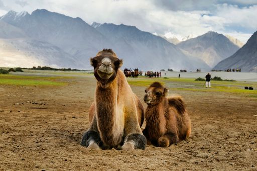 A closeup of Bactrian camels (Camelus bactrianus) sitting in the Nubra valley in Ladakh, India