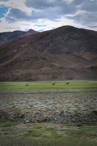 A vertical shot of kiangs grazing near the mountains