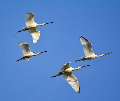 A low angle shot of flying Eurasian Spoonbill birds