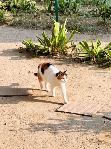 A vertical shot of a street cat walking on a dirt road