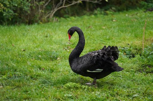 A beautiful black swan (Cygnus atratus) standing on the green grass on the blurred background