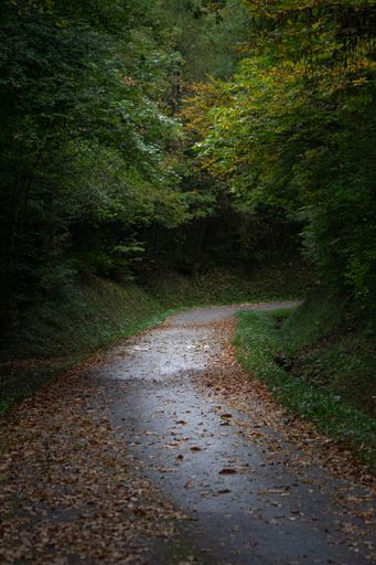 A vertical shot of a wet asphalt roadway covered with dry autumn leaves