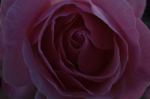 A macro shot of the pink petals of the rose - great for wallpapers