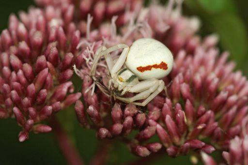 A closeup shot of a flower crab spider (Misumena vatia) sitting on a purple flower in the garden