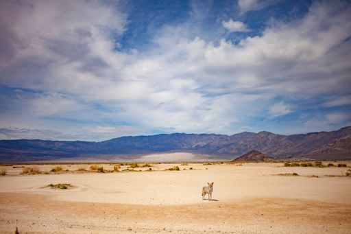 A landscape in the Death Valley National Park, California