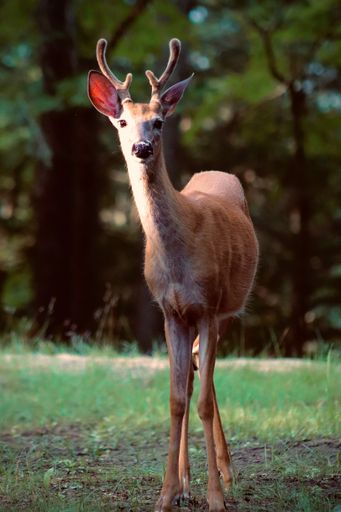 A vertical closeup shot of a deer in the middle of a grass field