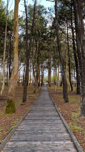 A vertical shot of a wooden pathway in the Playa de Rodiles, Asturias, Spain