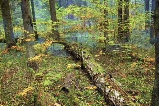 A breathtaking view of broken trees covered with moss in the middle of the jungle
