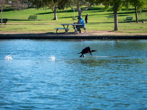 A beautiful shot of a bird flying over the river searching for food