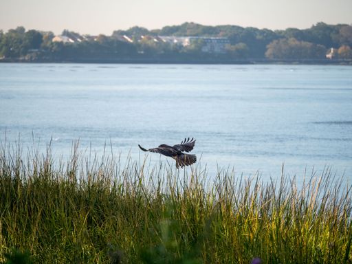 A beautiful shot of a falcon flying near the sea on green grass