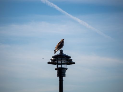 A hawk perched on a street lamp against blue sky