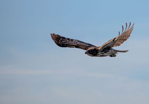 A scenic shot of a red-tailed hawk flying in the clear blue sky with its wings wide open