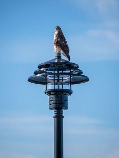 A closeup shot of a red-tailed hawk perched on a street lamp against the clear blue sky