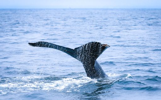 The barnacle-covered tail of a humpback whale breaches the surface on a whale watching tour.