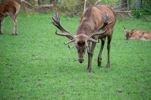 A closeup shot of deer in a field