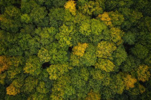 Deciduous forest from above in autumn colors red, yellow and green. Taken with a drone as a top view.