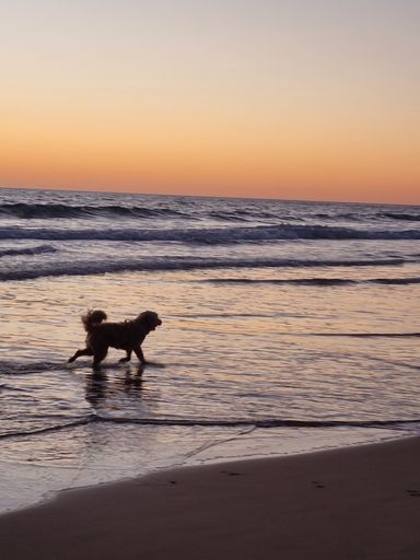 A furry dog walking on the shallow waves of a sandy beach and leaving its pawn prints at sunset