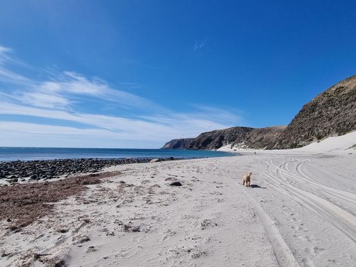 A furry dog walking along the sandy beach near the coastline captured from behind