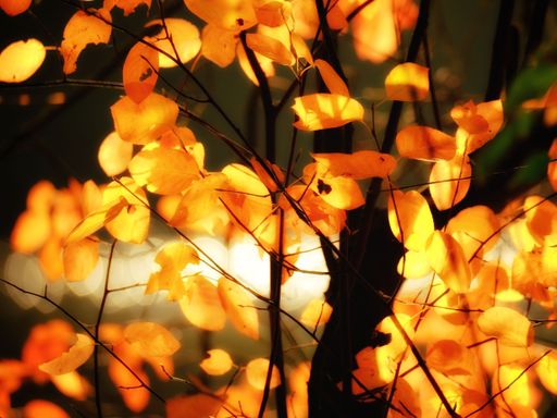 yellow beech leaves in the backlight create a bright contrast against the dark branches and reflecting water