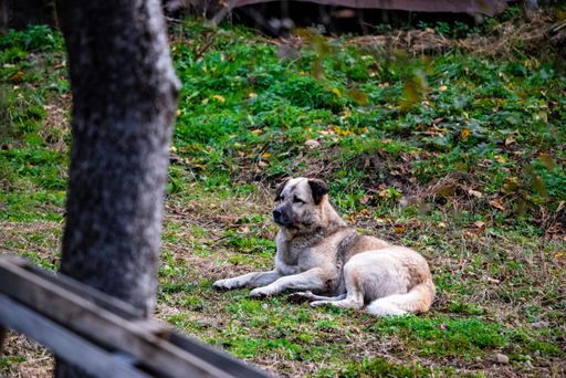 A selective focus shot of an Anatolian Shepherd Dog