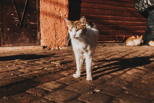 A closeup of a cute white cat under the sunlight with a blurry background
