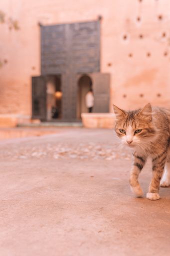 A vertical shot of a cute ginger cat walking under the sunlight with a blurry background